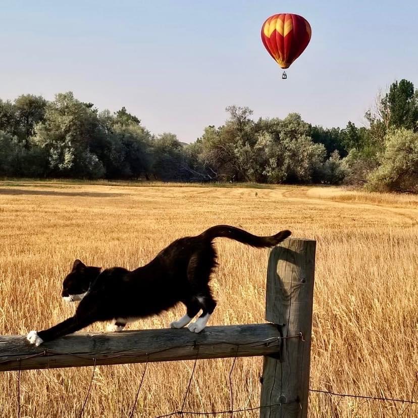 Balloon Rides in Northern Colorado